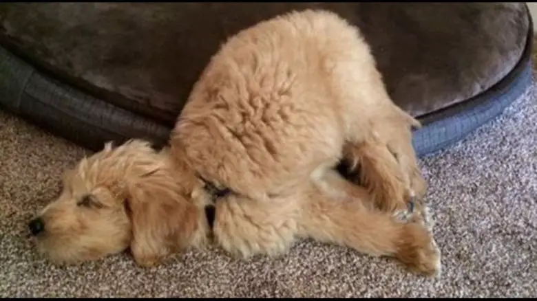 Goldendoodle puppy sleeping with its upper body on the floor and its butt and legs are on the bed