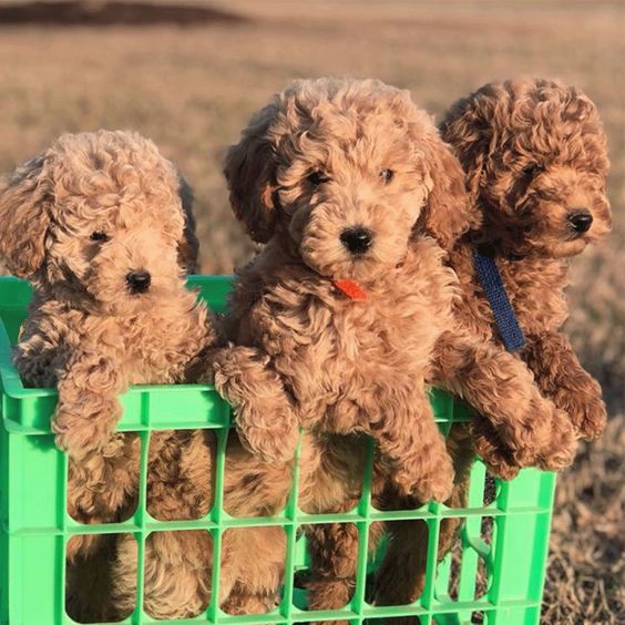 Goldendoodle puppies in basket