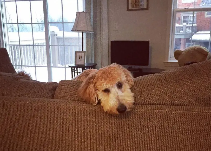 Goldendoodle on the couch with its face resting on top of the back of the couch