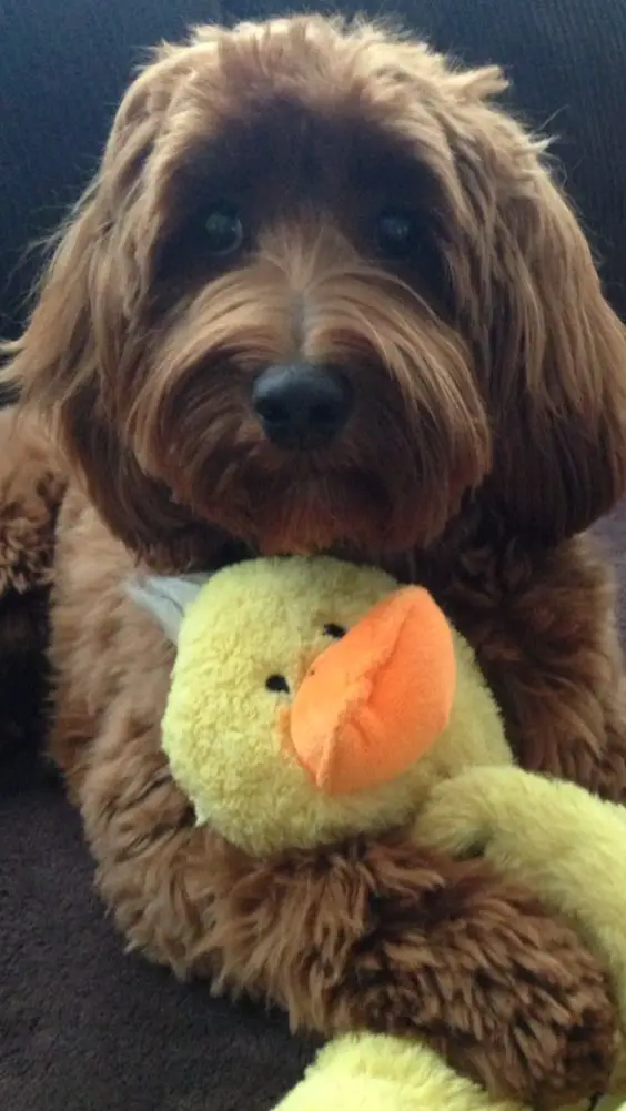 brown Goldendoodle holdings its duck stuffed toy