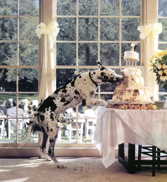 Great Dane eating the wedding cake on the table
