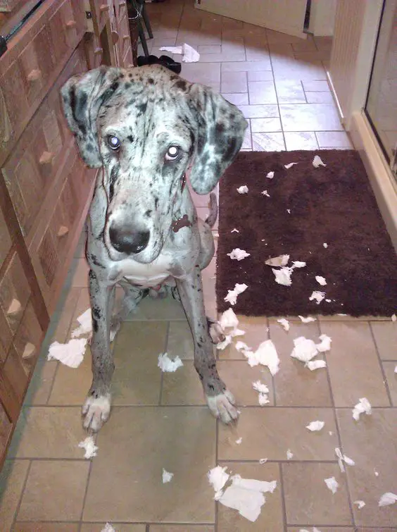 A Great Dane sitting on the floor with torn pieces of paper