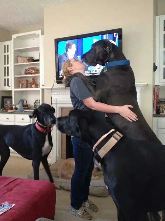 three Great Danes while the one is kissing its human, while the other two are looking at each other