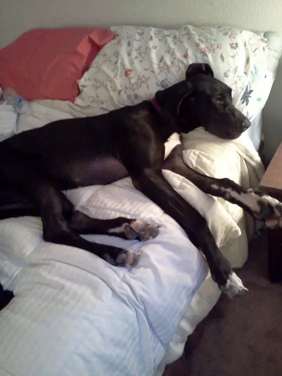 A Great Dane lying on the bed at night