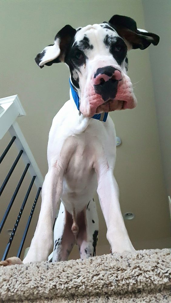 Great Dane dog staring