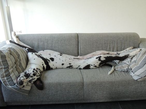 A Great Dane sleeping on the couch with its whole body occupying the spaces