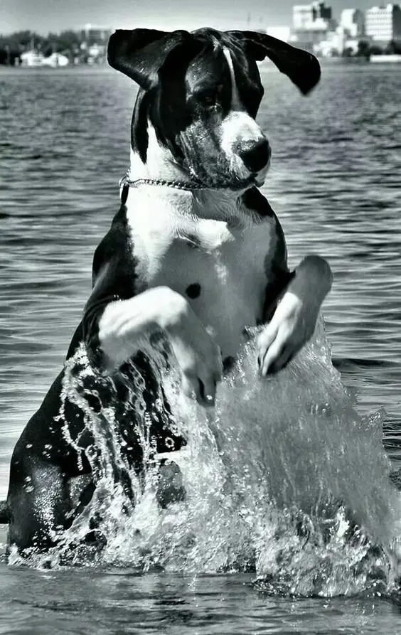 Great Dane dog playing with water at the beach
