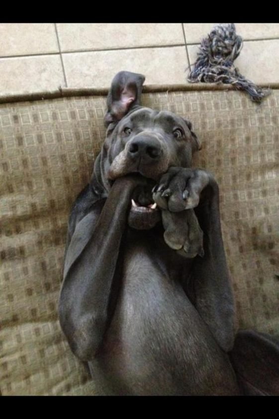 21+ Best Toys for Great Danes The Paws