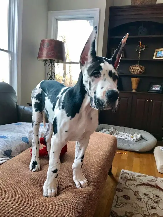 Great Dane puppy standing on the chair