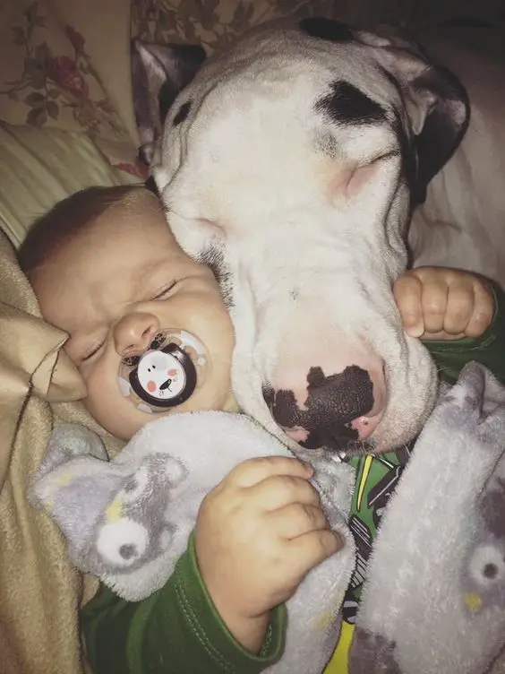 Great Dane sleeping on the bed beside a baby