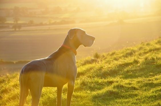 Great Dane dog at the park on a sunset