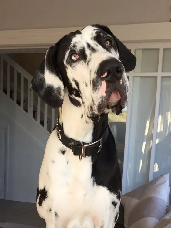 Great Dane with its curious face