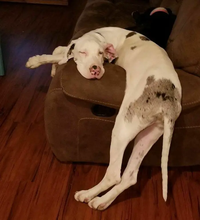 A Great Dane puppy lying on the arm of the couch