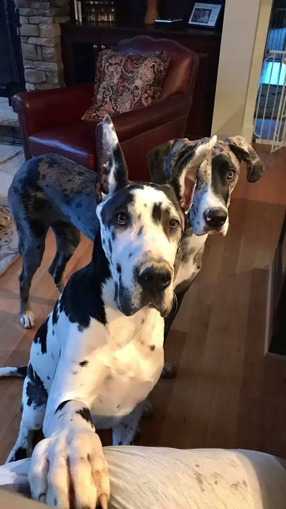 two Great Dane dogs with its begging face and its hands on the laps of its owner