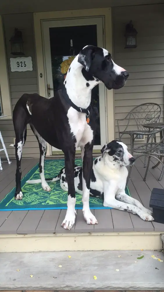 Great Dane dog outdoors looking