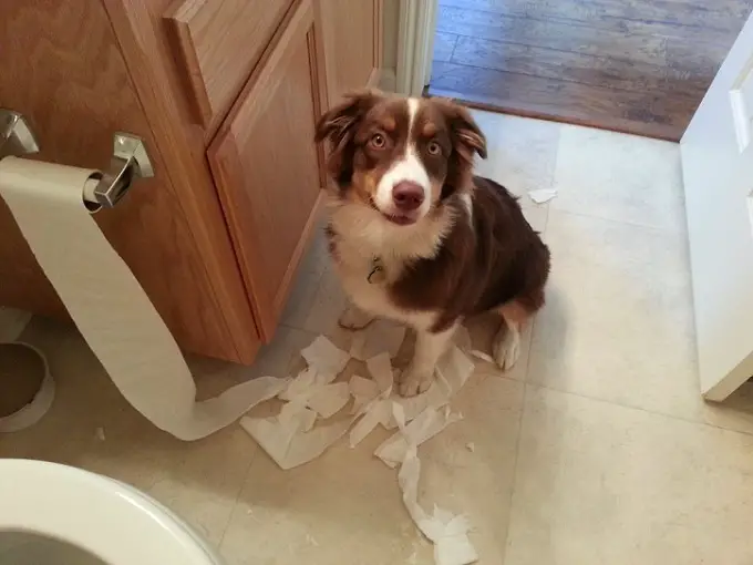 A Border Collie sitting on the floor with torn tissue paper