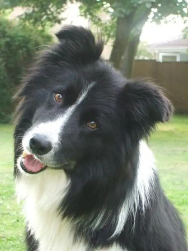 A smiling Border Collie sitting in the yard