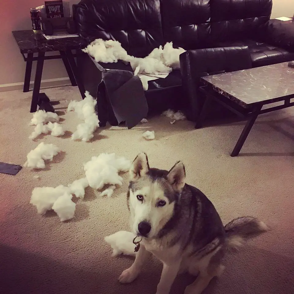 Husky puppy sitting on the floor with torn tissue paper on the floor and on the couch