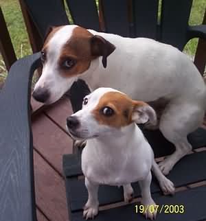 two Jack Russell Terriers sitting on the chair