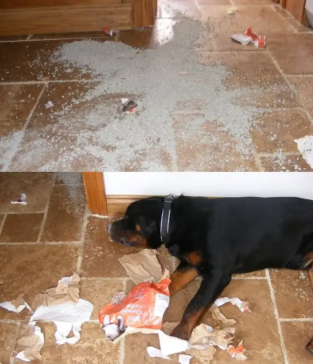 Rottweiler sleeping on the floor with torn pack of food