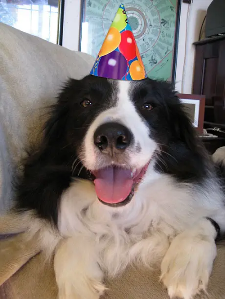 happy Border Collie with a birthday hat in its head