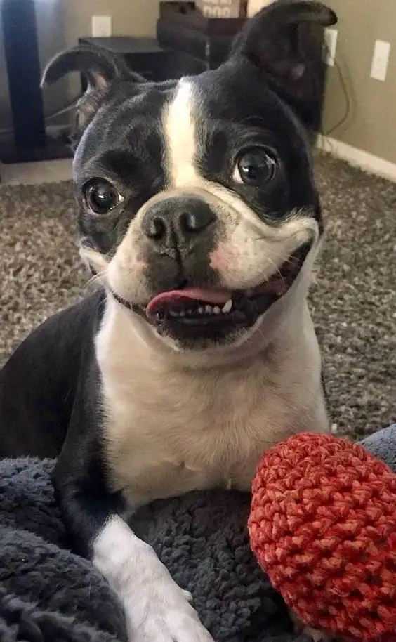 Boston Terrier lying on its bed while smiling