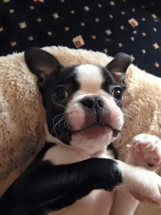 A Boston Terrier puppy lying on its back on the bed