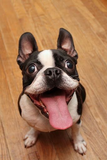 A Boston Terrier sitting on the floor while smiling with its mouth wide open and tongue out