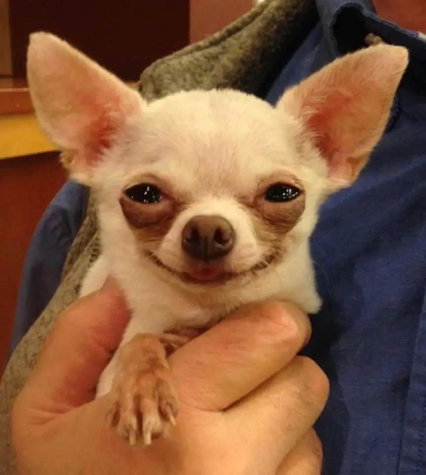 A smiling Chihuahua being held by a person