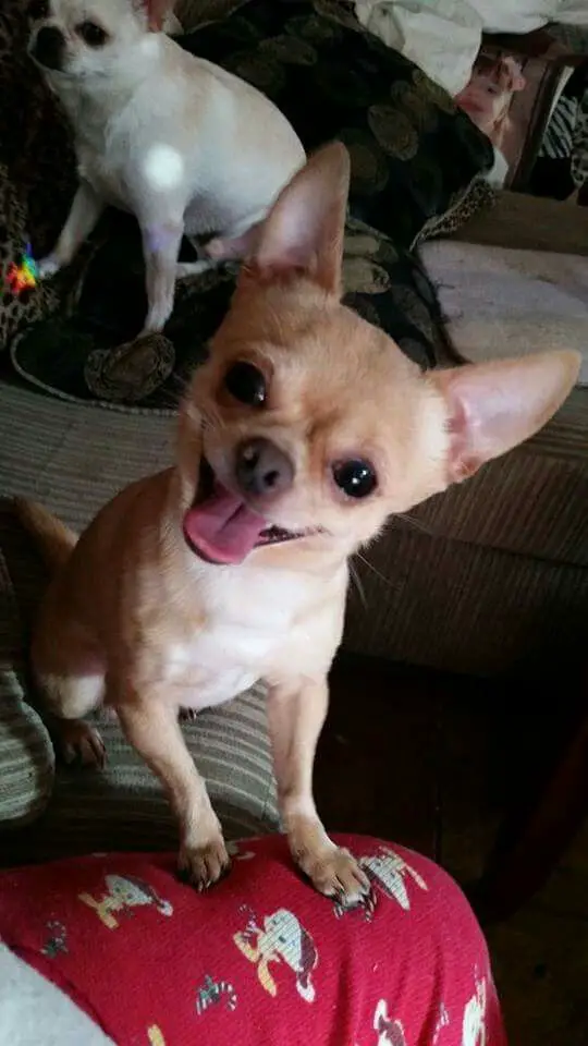 A Chihuahua sitting on the couch with its two front legs on the lap of a person