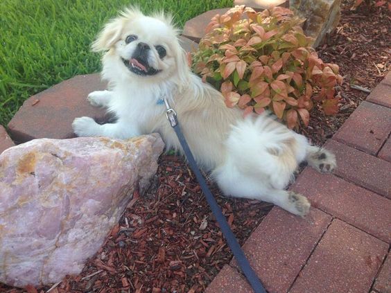 A Pekingese lying on the edge of the pavement pathway with plants while smiling