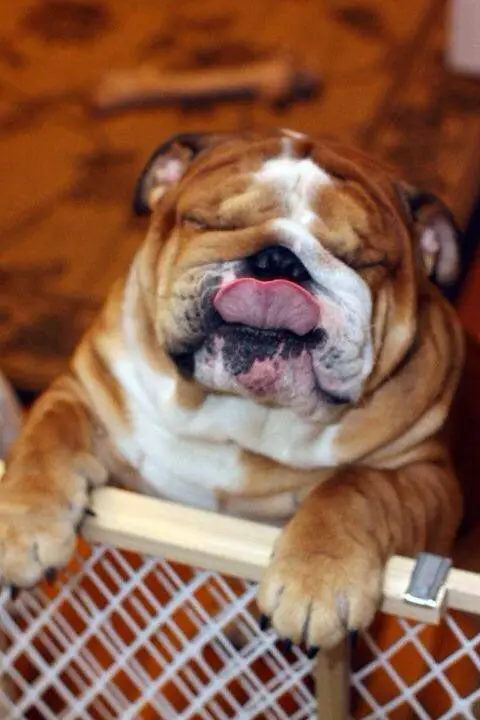 English Bulldog standing behind the fence while licking its nose