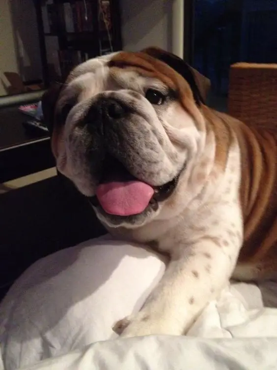 smiling English Bulldog on the bed