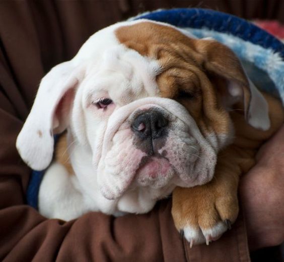 man carrying an English Bulldog puppy in its arms