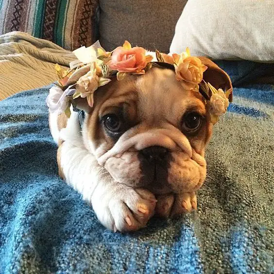 English Bulldog wearing a flower crown while lying on the bed