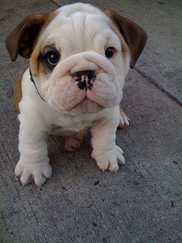 English Bulldog puppy sitting on the ground