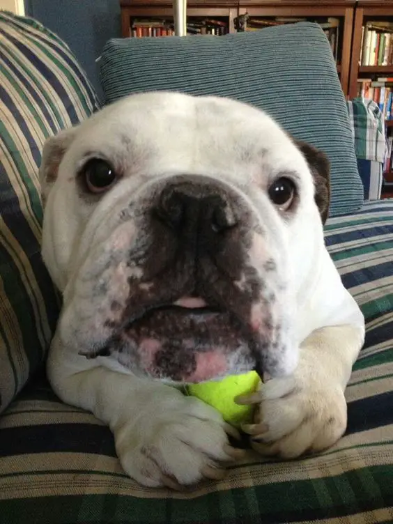 English Bulldog lying on the couch with its ball