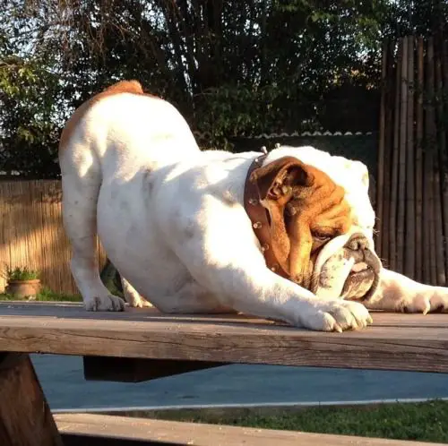 English Bulldog stretching on the wooden bench under the sunlight