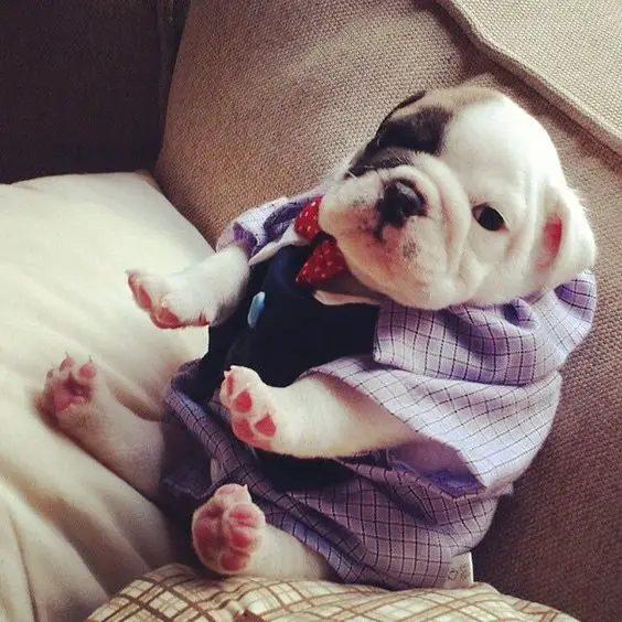 English Bulldog puppy sitting on the couch wearing a cute polo