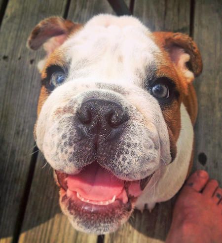 smiling English Bulldog while sitting on the wooden floor