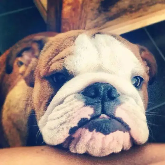 English Bulldog sitting on the floor with its face resting on top of its owner's arm