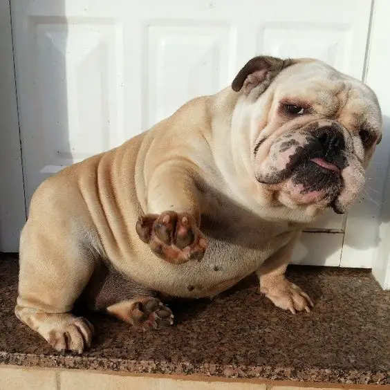 English Bulldog on the front door while raising its paw