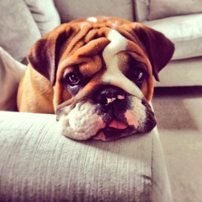 English Bulldog's face resting on top of the couch