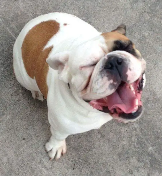 English Bulldog sitting on the ground while smiling with its eyes closed