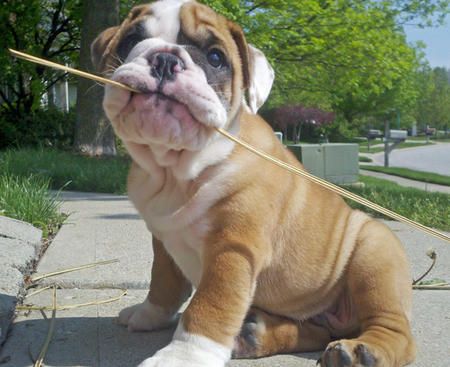 English Bulldog sitting on the ground with a stick in its mouth