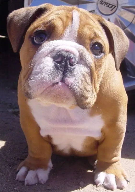 English Bulldog sitting on the ground with its puppy face
