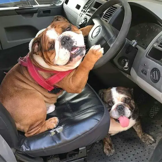 two English Bulldogs on the driver's seat and near the pedal