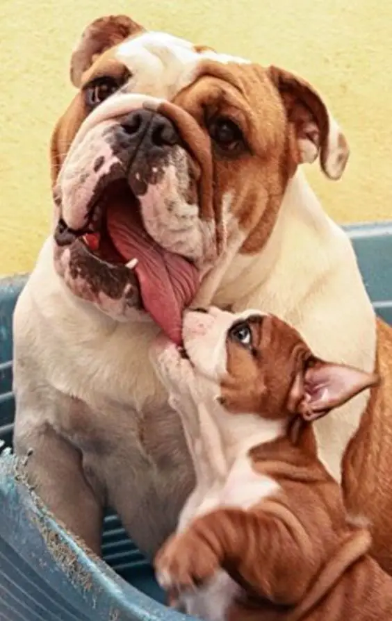 English Bulldog puppy biting the tongue of an English Bulldog adult