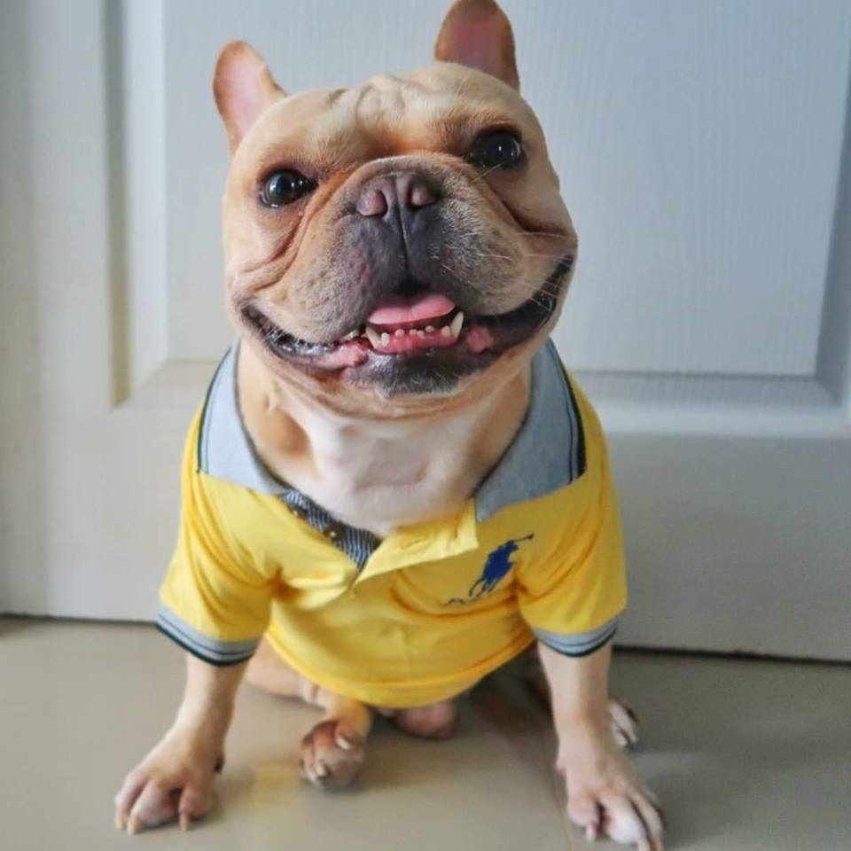 smiling French Bulldog wearing a cute polo shirt while sitting on the floor