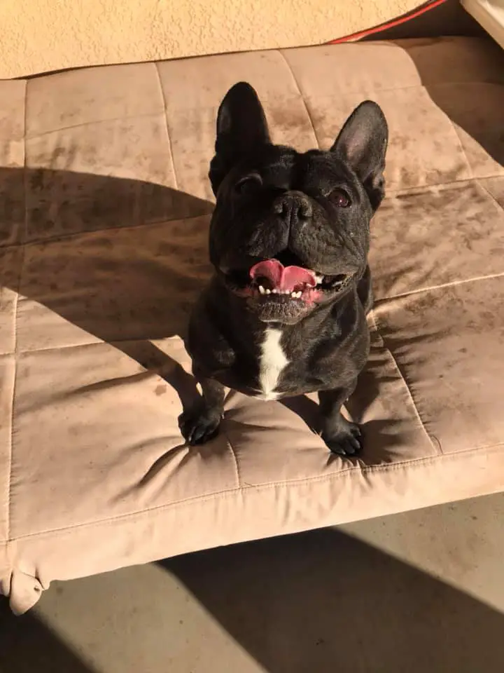 French Bulldog sitting on the mattress outdoors while looking up smiling under the sun